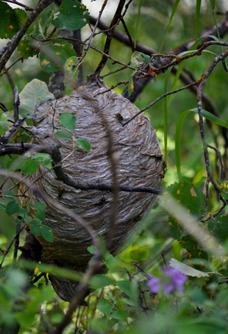 bees
