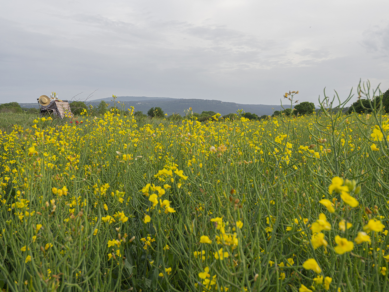 Una mesa campestre entre campos de colza para celebrar el amor_22