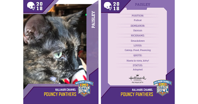 Real Cat Paisley #KittenBowl 2018