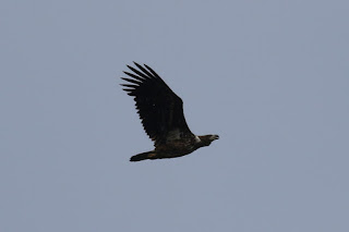 Immature White-tailed Eagle