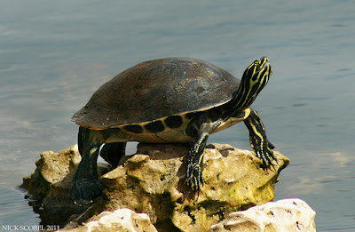 Florida redbelly Turtle