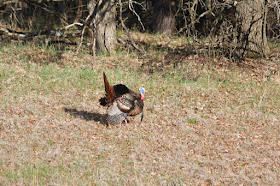 tom turkey displaying in Spring
