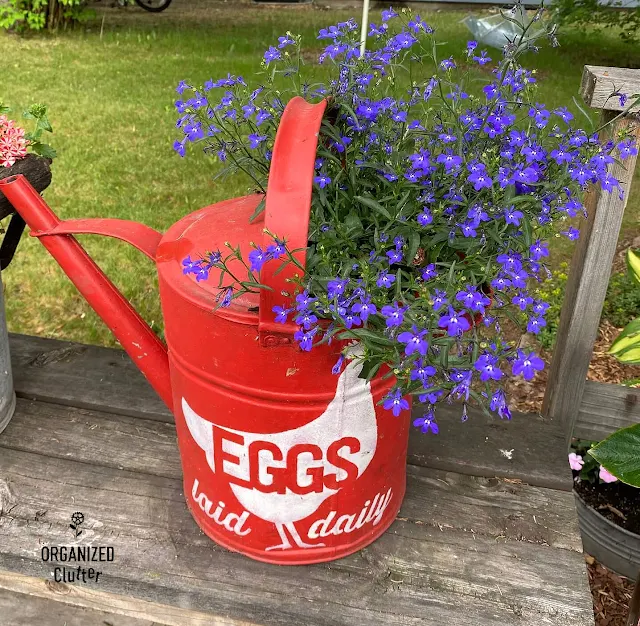 Photo of lobelia planted in a painted & stenciled watering can