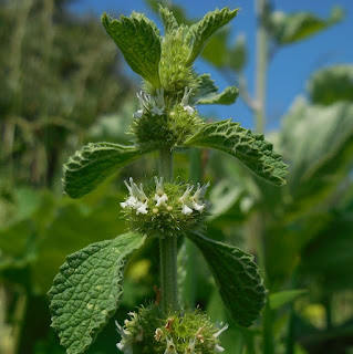 Malrove, Marrubium vulgare, witte malrove, andoorn, longekruid, white horehound