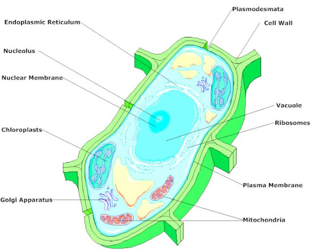 fungsi membran inti pada sel tumbuhan