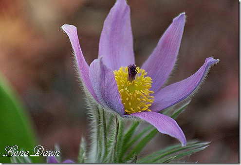 PasqueFlower2_PulsatillaVulgaris