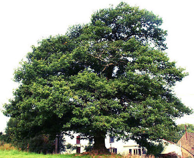 arboles de las dehesas