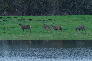 Wildlifefotografie Rehe Rotwild Naturfotografie Lippeaue Olaf Kerber