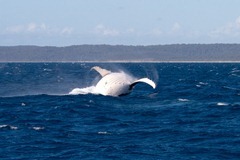 2011.09.26 at 15h44m32s Hervey Bay-8