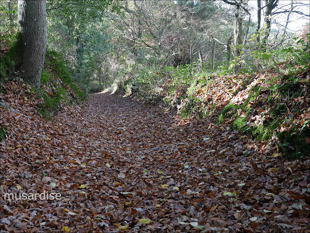 Chemin creux en pays de Vilaine, à Renac. Il va vers le moulin Saint-Julien