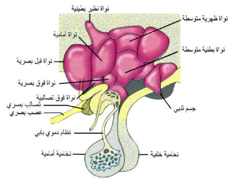 الشكل 1-9:تحت المهاد مبينا الأنوية المتواجدة فيه و الغدة النخامية المتصلة به.