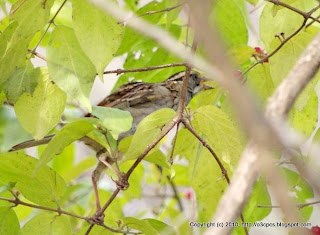 White-throated Sparrow Eating Berries, 11/19/10 Broadmoor