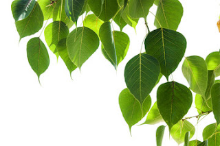 pipal-green-leaves