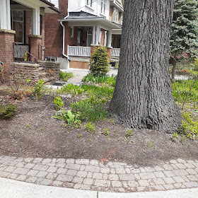 High Park North Toronto New Front Yard Makeover Before by Paul Jung Gardening Services--a Toronto Organic Gardener