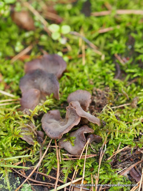 galaretek kolczasty, grzyby podlasia, jesienne grzybobranie, podlasie 2016, urlop w lesie, na grzyby, grzyby gatunkami, puszcza białowieska