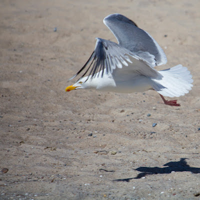 Möwe fliegt übern Strand