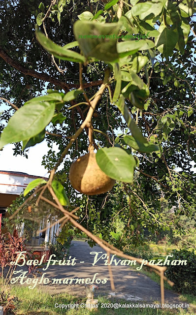 வில்வப்பழம் - Bael fruit