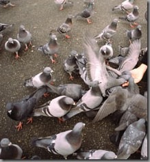 Feeding pigeons