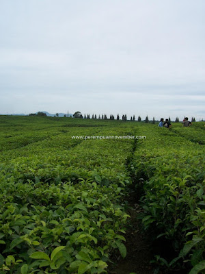 kebun teh siantar wisata sumut