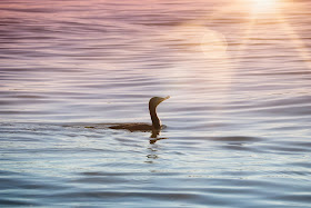 Double-Crested Cormorant