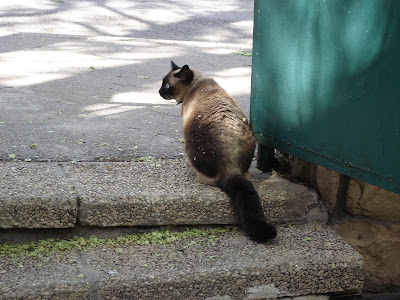 Her Ladyship with poofy tail