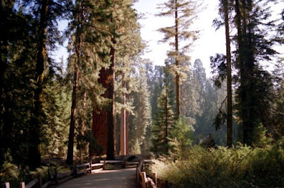 Sequoia National Park, California, Oct. 1995