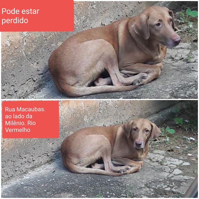 Cachorro perdido