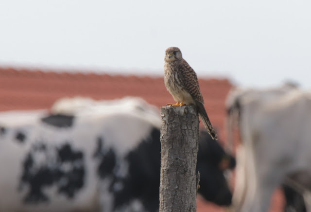 Cernícalo vulgar (Falco tinnunculus)