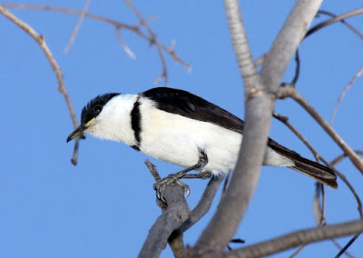 Cissomela pectoralis