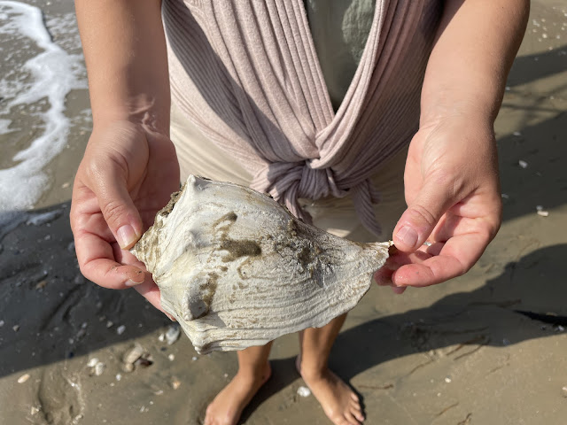 Me holding a conch shell that I found on the beach. This part of the beach was in an area that does not allow you to collect shells. This shell was too big to try and sneak it into my clothes.