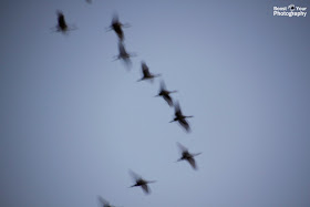 Cranes in Flight - Capturing Motion in Photography | Boost Your Photography