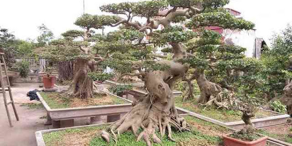 Hiểu rõ những triết lý Bonsai này, bạn sẽ là bậc thầy của dân chơi Bonsai!