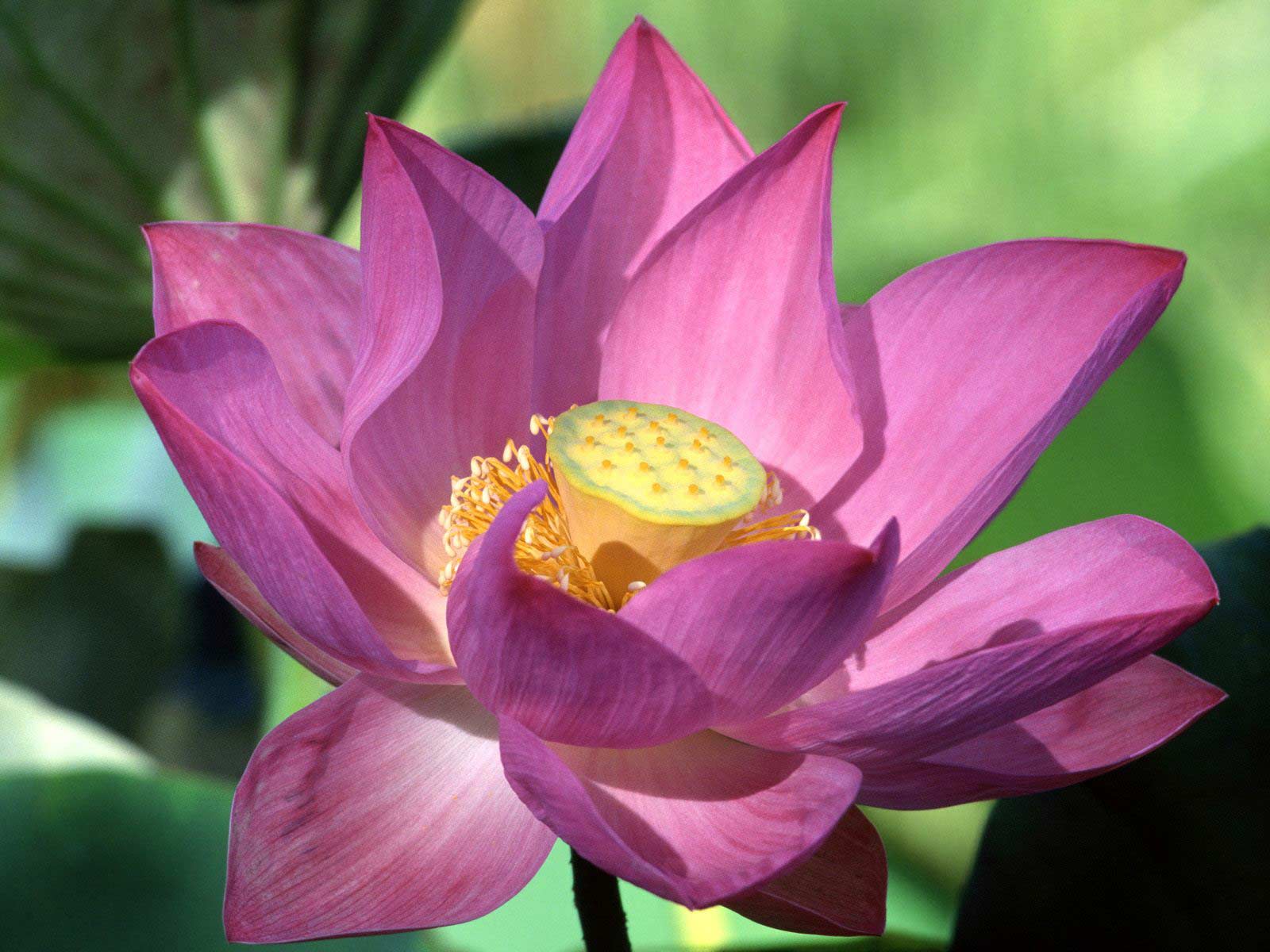 Purple Lotus Flower Flower HD Wallpapers, Images