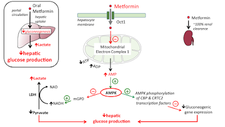 Metformin Uses | Mechanism of Action | ADRs | Dose | Diabetes Mellitus |