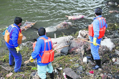 Lebih 5,900 bangkai babi ditarik keluar dari sungai di Shanghai