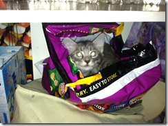 kitty 7