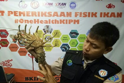 BKIPM Jogja Lakukan Pemeriksaan Lobster Yang Akan Dikirim Ke Jakarta