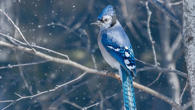 Blue Jay