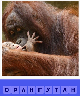  еще 460 слов орангутанг держит в руках детеныша 5 уровень