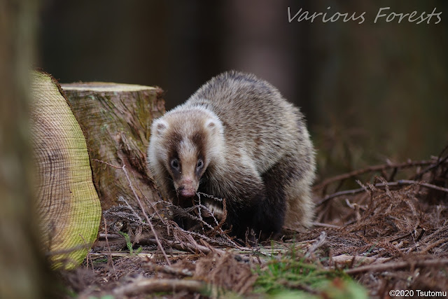 Japanese Badger in Matsuida Town Kanagawa