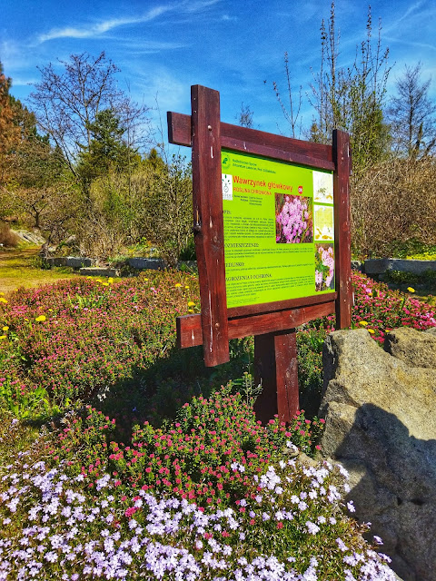 rośliny w Arboretum, podpisane tablice informacyjne