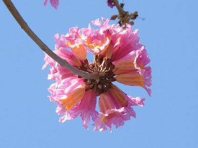 風鈴木的花序