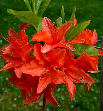 I managed to keep the deer from eating all the buds on the azaleas