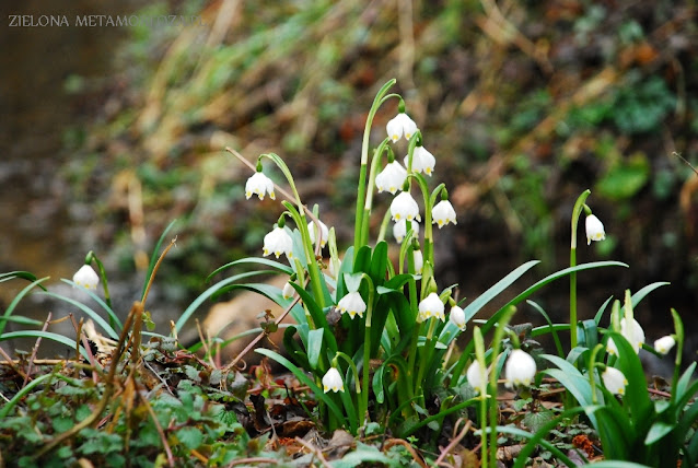 śnieżyca wiosenna Leucojum vernum Muszkowicki Rezerwat