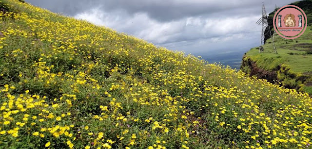 महाराष्ट्रातील किल्यांवरचा 'पुष्प महोत्सव'