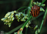 Graphosoma lineatum