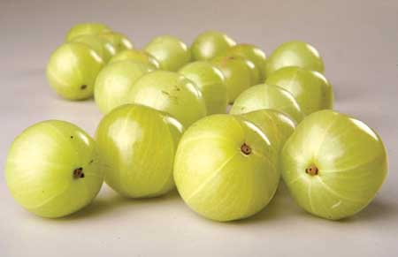 Gooseberry, Indian Herb