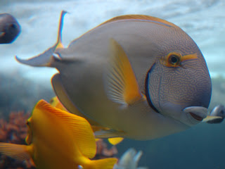 Vista Underwater Fish Wallpaper