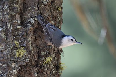 Nuthatch bird Trans Canada Trail.