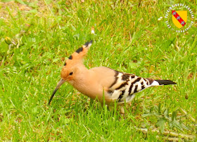 BAINVILLE-SUR-MADON (54) - Des oiseaux rares : les huppes fasciées